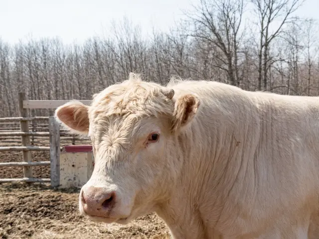 Cattle on the farm
